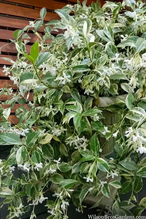 Variegated Confederate Jasmine - Trachelospermum Jasminoides - 3 Gallon Pot 3 Variegated Confederate Jasmine - Trachelospermum Jasminoides - 3 Gallon Pot