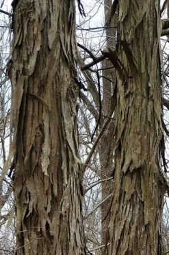 Shagbark Hickory Tree (Carya Ovata) - 3 Gallon Pot -Garden Outdoor Plant Store tree hickory shagbark 500x750 1