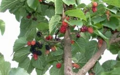 Red Mulberry Tree (Morus Rubra) - 3 Gallon Pot 18 Red Mulberry Tree (Morus Rubra) - 3 Gallon Pot -Garden Outdoor Plant Store tree red mulberry 2 800x500 2
