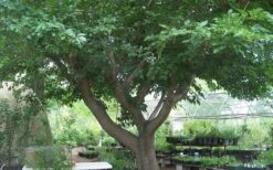Red Mulberry Tree (Morus Rubra) - 5 Gallon Pot 19 Red Mulberry Tree (Morus Rubra) - 5 Gallon Pot -Garden Outdoor Plant Store tree red mulberry 3 800x500 1