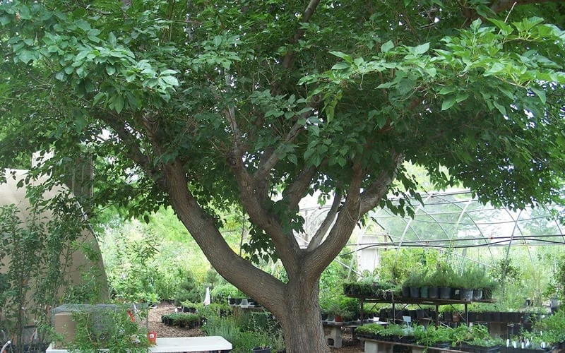 Red Mulberry Tree (Morus Rubra) - 5 Gallon Pot 11 Red Mulberry Tree (Morus Rubra) - 5 Gallon Pot - Image 9