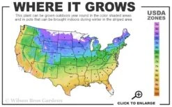 Rebecca Clematis - 1 Gallon Pot -Garden Outdoor Plant Store usda zone map 1