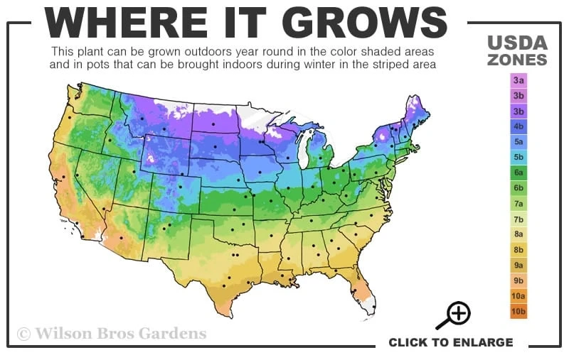 Jakmanii Purple Clematis - 1 Gallon Pot 5 Jakmanii Purple Clematis - 1 Gallon Pot - Image 3