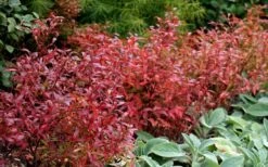 Wild Lowbush Blueberry Plant - 1 Gallon 19 Wild Lowbush Blueberry Plant - 1 Gallon -Garden Outdoor Plant Store vaccinium angustifolium low bush blueberry 2