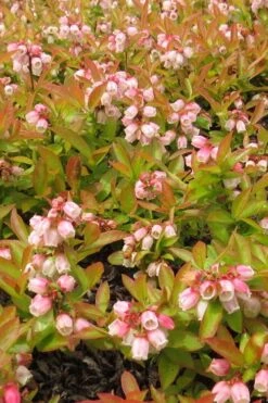 Wild Lowbush Blueberry Plant - 1 Gallon 18 Wild Lowbush Blueberry Plant - 1 Gallon -Garden Outdoor Plant Store vaccinium angustifolium low bush blueberry 4