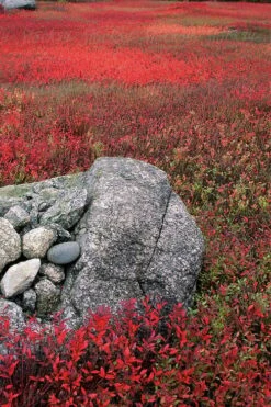 Wild Lowbush Blueberry Plant - 1 Gallon 17 Wild Lowbush Blueberry Plant - 1 Gallon -Garden Outdoor Plant Store vaccinium angustifolium low bush blueberry 7