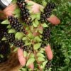 Evergreen Huckleberry (Vaccinium Ovatum) - 1 Gallon Pot 2 Evergreen Huckleberry (Vaccinium Ovatum) - 1 Gallon Pot -Garden Outdoor Plant Store vaccinium ovatum evergreen huckleberry 11