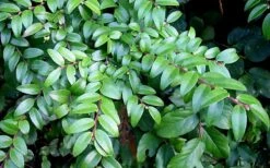 Evergreen Huckleberry (Vaccinium Ovatum) - 1 Gallon Pot 19 Evergreen Huckleberry (Vaccinium Ovatum) - 1 Gallon Pot -Garden Outdoor Plant Store vaccinium ovatum evergreen huckleberry 12
