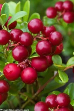 Red Candy Ligonberry (Vaccinum Vitis-idaea) - 1 Gallon 9 Red Candy Ligonberry (Vaccinum Vitis-idaea) - 1 Gallon -Garden Outdoor Plant Store vaccinum vitis idaea red candy ligonberry 2
