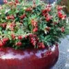 Red Candy Ligonberry (Vaccinum Vitis-idaea) - 1 Gallon 1 Red Candy Ligonberry (Vaccinum Vitis-idaea) - 1 Gallon -Garden Outdoor Plant Store vaccinum vitis idaea red candy ligonberry 3