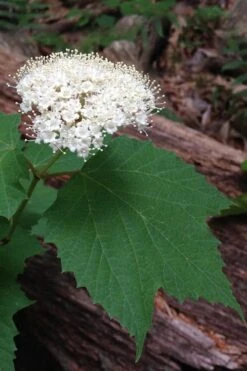 Maple Leaf Viburnum - 1 Gallon Pot 22 Maple Leaf Viburnum - 1 Gallon Pot -Garden Outdoor Plant Store viburnum acerifolium maple leaf 1