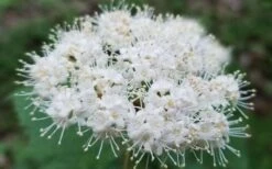 Maple Leaf Viburnum - 1 Gallon Pot 21 Maple Leaf Viburnum - 1 Gallon Pot -Garden Outdoor Plant Store viburnum acerifolium maple leaf 15