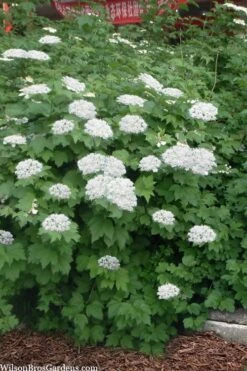 Maple Leaf Viburnum - 3 Pack Of 1.5 Quart Pots 16 Maple Leaf Viburnum - 3 Pack Of 1.5 Quart Pots -Garden Outdoor Plant Store viburnum acerifolium maple leaf 16 1