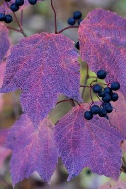 Maple Leaf Viburnum - 1 Gallon Pot 20 Maple Leaf Viburnum - 1 Gallon Pot -Garden Outdoor Plant Store viburnum acerifolium maple leaf 3