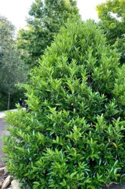 Mirror Leaf Sweet Viburnum - 7 Gallon Pot (2-3') 10 Mirror Leaf Sweet Viburnum - 7 Gallon Pot (2-3') -Garden Outdoor Plant Store viburnum awabuki chindo 3 3