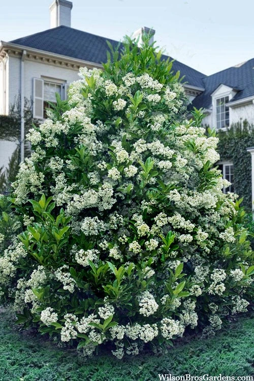 Mirror Leaf Sweet Viburnum - 7 Gallon Pot (2-3') 3 Mirror Leaf Sweet Viburnum - 7 Gallon Pot (2-3')