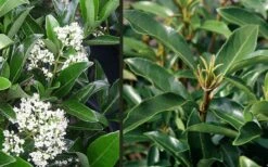 Mirror Leaf Sweet Viburnum - 1 Gallon Pot 11 Mirror Leaf Sweet Viburnum - 1 Gallon Pot -Garden Outdoor Plant Store viburnum awabuki chindo 4 2