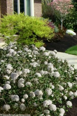 Spice Baby Koreanspice Viburnum - 1 Gallon Pot 11 Spice Baby Koreanspice Viburnum - 1 Gallon Pot -Garden Outdoor Plant Store viburnum carleseii spice baby 7