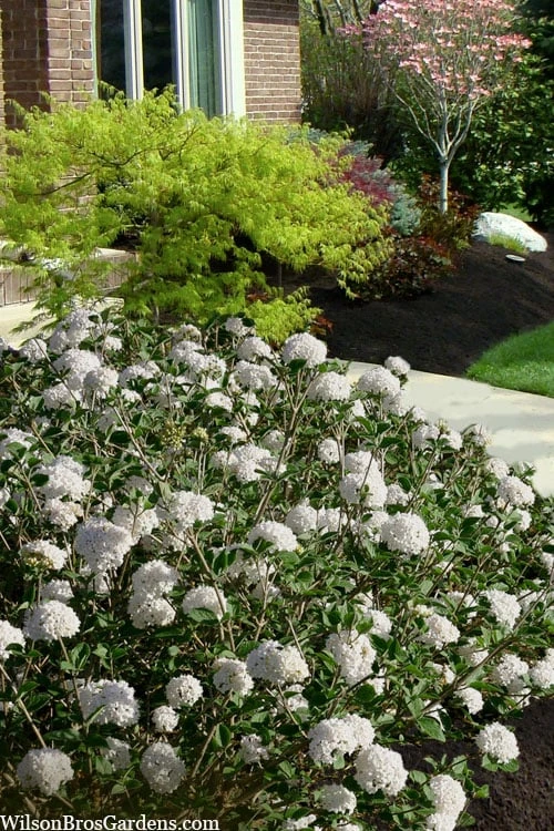 Spice Baby Koreanspice Viburnum - 1 Gallon Pot 7 Spice Baby Koreanspice Viburnum - 1 Gallon Pot - Image 5