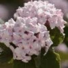 Spice Baby Koreanspice Viburnum - 1 Gallon Pot 2 Spice Baby Koreanspice Viburnum - 1 Gallon Pot -Garden Outdoor Plant Store viburnum carleseii spice baby 8