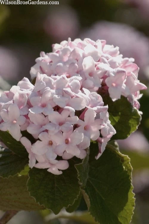 Spice Baby Koreanspice Viburnum - 1 Gallon Pot 3 Spice Baby Koreanspice Viburnum - 1 Gallon Pot