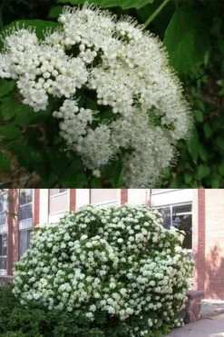 Arrowwood Viburnum - 3 Gallon Pot -Garden Outdoor Plant Store viburnum dentatum arrowwood 3