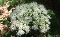 Arrowwood Viburnum - 3 Gallon Pot -Garden Outdoor Plant Store viburnum dentatum arrowwood 5