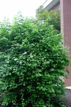 Arrowwood Viburnum - 3 Gallon Pot -Garden Outdoor Plant Store viburnum dentatum arrowwood 7