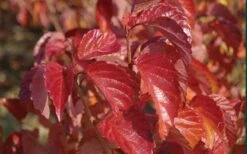 Arrowwood Viburnum - 3 Gallon Pot -Garden Outdoor Plant Store viburnum dentatum arrowwood 9