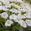 Mohican Arrowwood Viburnum - 6 Gallon Pot (4-5') -Garden Outdoor Plant Store viburnum lantana mohican 2