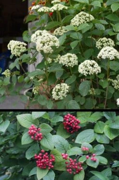 Mohican Arrowwood Viburnum - 6 Gallon Pot (4-5') -Garden Outdoor Plant Store viburnum lantana mohican 4