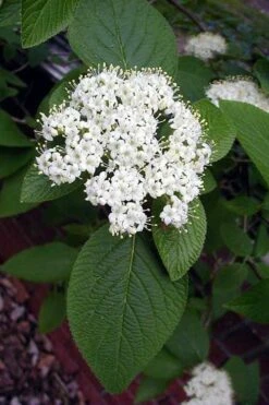 Mohican Arrowwood Viburnum - 6 Gallon Pot (4-5') -Garden Outdoor Plant Store viburnum lantana mohican 5