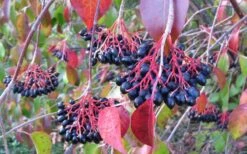 Nannyberry Viburnum - 3 Pack Of 1.5 Quart Pots 11 Nannyberry Viburnum - 3 Pack Of 1.5 Quart Pots -Garden Outdoor Plant Store viburnum lentago nannyberry 2 1