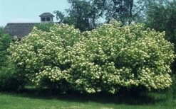 Nannyberry Viburnum - 3 Gallon Pot 12 Nannyberry Viburnum - 3 Gallon Pot -Garden Outdoor Plant Store viburnum lentago nannyberry 4