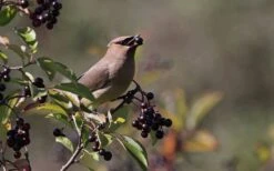 Nannyberry Viburnum - 3 Gallon Pot 13 Nannyberry Viburnum - 3 Gallon Pot -Garden Outdoor Plant Store viburnum lentago nannyberry 5