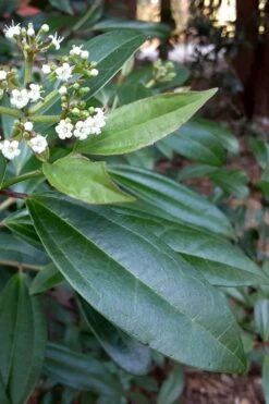 Moonlit Lace Viburnum - 6 Pack Of 1 Gallon Pots -Garden Outdoor Plant Store viburnum moonlit lace 5 1