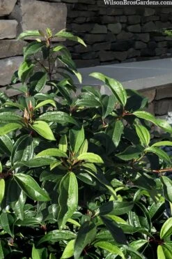 Moonlit Lace Viburnum - 1 Gallon Pot -Garden Outdoor Plant Store viburnum moonlit lace 8 3