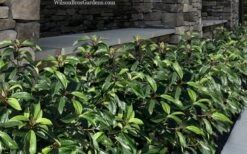 Moonlit Lace Viburnum - 7 Gallon Pot -Garden Outdoor Plant Store viburnum moonlit lace 9 2