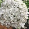 Nantucket Fragrant Snowball Viburnum - 3 Gallon Pot -Garden Outdoor Plant Store viburnum nantucket fragrant snowball 1