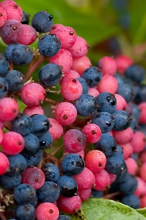 Brandywine Viburnum - 3 Gallon Pot 2 Brandywine Viburnum - 3 Gallon Pot