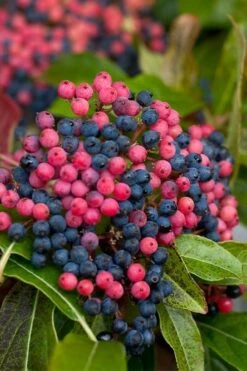 Brandywine Viburnum - 3 Gallon Pot 14 Brandywine Viburnum - 3 Gallon Pot -Garden Outdoor Plant Store viburnum nudum brandywine 2