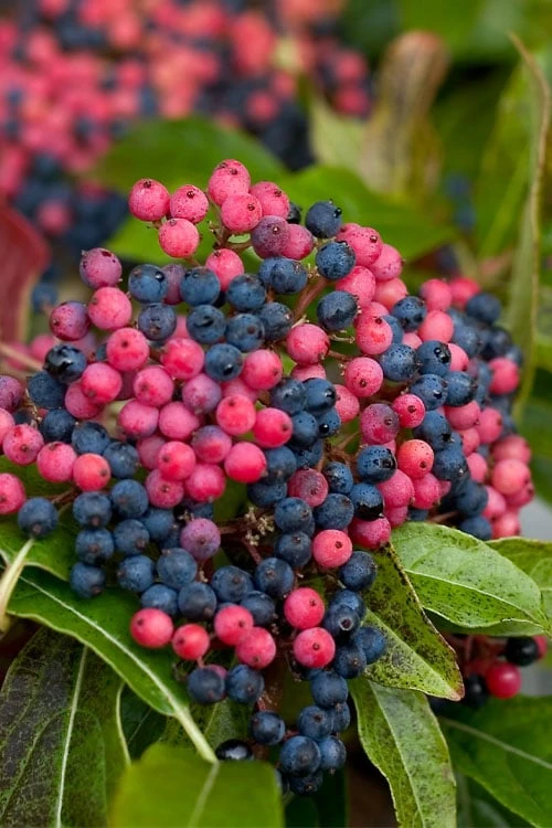 Brandywine Viburnum - 3 Gallon Pot 6 Brandywine Viburnum - 3 Gallon Pot - Image 5