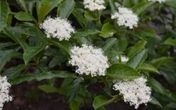 Brandywine Viburnum - 3 Gallon Pot 16 Brandywine Viburnum - 3 Gallon Pot -Garden Outdoor Plant Store viburnum nudum brandywine 3