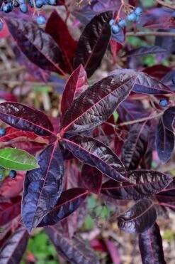 Brandywine Viburnum - 3 Gallon Pot 15 Brandywine Viburnum - 3 Gallon Pot -Garden Outdoor Plant Store viburnum nudum brandywine 4