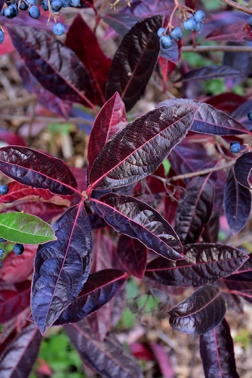 Brandywine Viburnum - 3 Gallon Pot 7 Brandywine Viburnum - 3 Gallon Pot - Image 6
