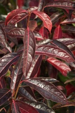 Brandywine Viburnum - 3 Gallon Pot 17 Brandywine Viburnum - 3 Gallon Pot -Garden Outdoor Plant Store viburnum nudum brandywine 5