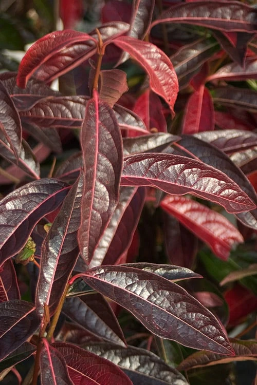 Brandywine Viburnum - 3 Gallon Pot 9 Brandywine Viburnum - 3 Gallon Pot - Image 8