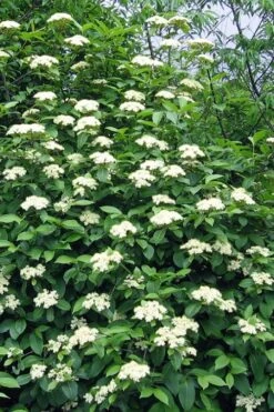 Brandywine Viburnum - 3 Gallon Pot 18 Brandywine Viburnum - 3 Gallon Pot -Garden Outdoor Plant Store viburnum nudum brandywine 6