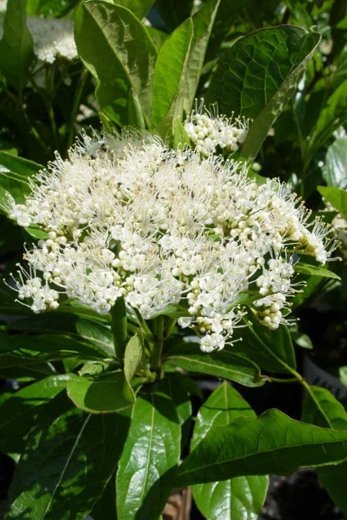 Brandywine Viburnum - 3 Gallon Pot 5 Brandywine Viburnum - 3 Gallon Pot - Image 4