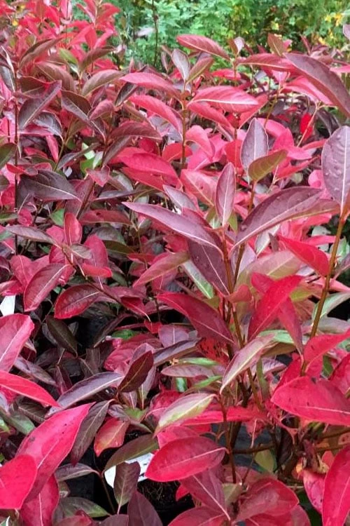 Winterthur Viburnum - 3 Gallon Pot 7 Winterthur Viburnum - 3 Gallon Pot - Image 5